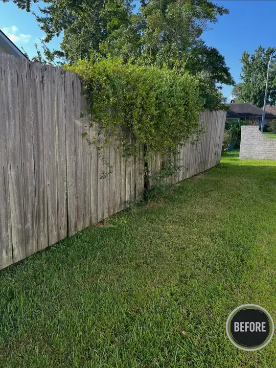 Fence line overgrown with vines and brush — before