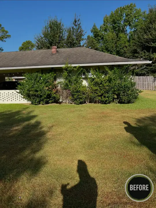 Overgrown shrubs along the back wall — before
