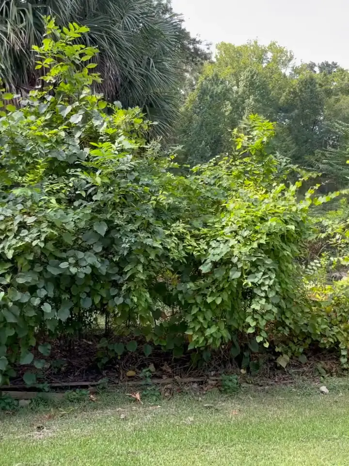 A lot choked with overgrown brush and vines — before clearing
