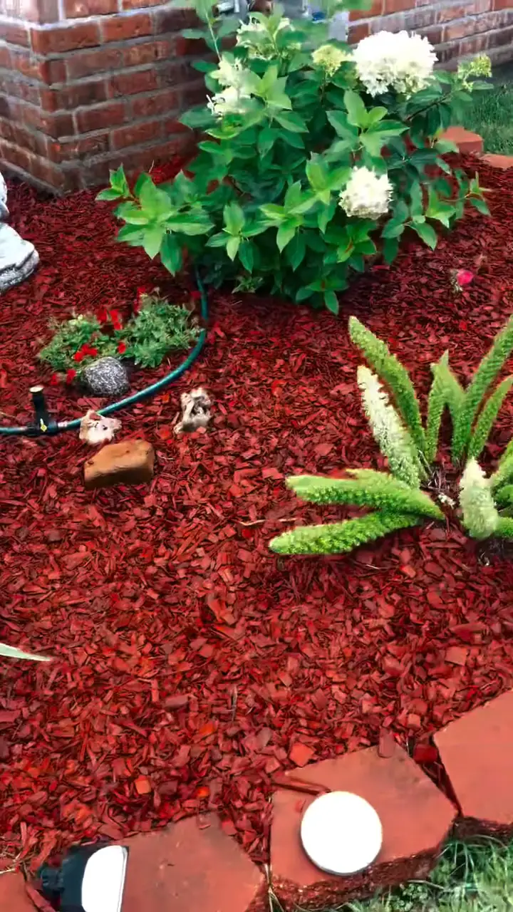 Close-up of fresh red mulch around new plantings