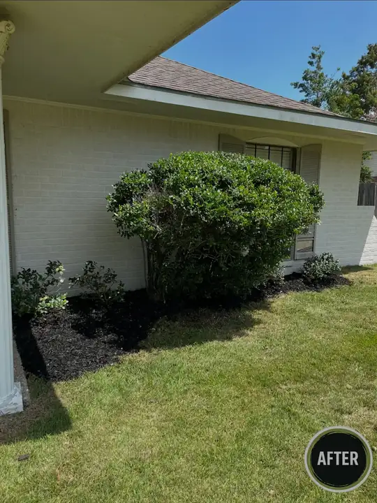 A shrub trimmed into a neat round shape against a white house