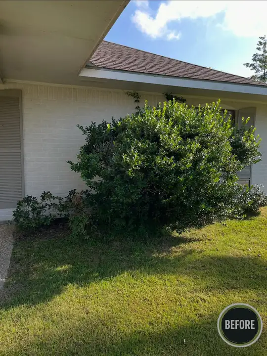 Large overgrown shrub against the house — before