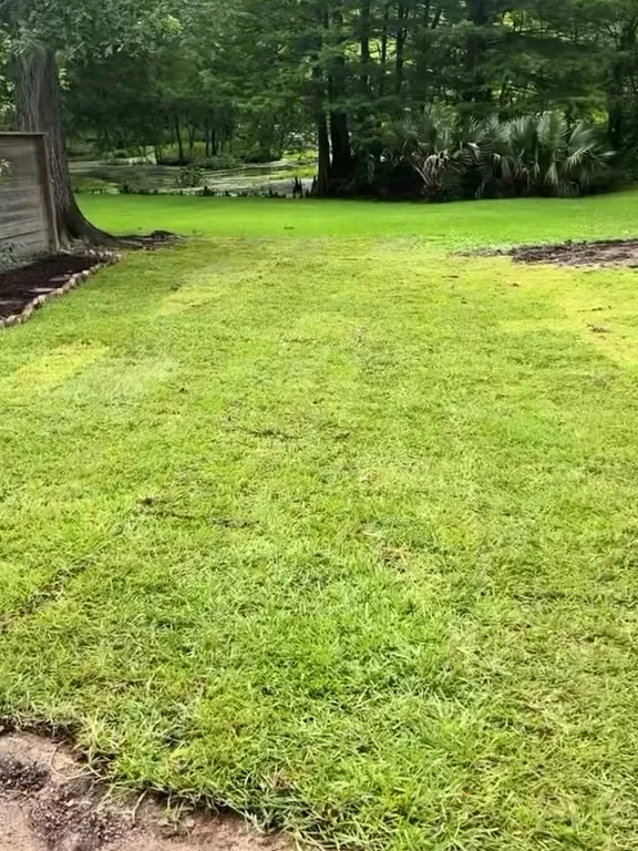 Fresh sod laid across the yard, a full green lawn under the trees — after